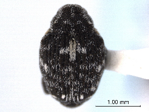  ( - CNC COLEOPT 04-5041)  @11 [ ] CreativeCommons - Attribution (2012) CNC/CBG Photography Group Centre for Biodiversity Genomics