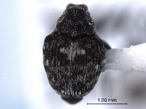  ( - CNC COLEOPT 04-5069)  @11 [ ] CreativeCommons - Attribution (2012) CNC/CBG Photography Group Centre for Biodiversity Genomics