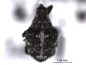  ( - CNC COLEOPT 04-5102)  @11 [ ] CreativeCommons - Attribution (2012) CNC/CBG Photography Group Centre for Biodiversity Genomics