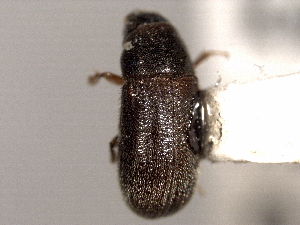  (Polygraphus convexifrons - CNC COLEO 00104869)  @11 [ ] CreativeCommons - Attribution (2012) CNC/CBG Photography Group Centre for Biodiversity Genomics