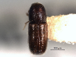  ( - CNC COLEO 00105462)  @11 [ ] CreativeCommons - Attribution (2012) CBG Photography Group Centre for Biodiversity Genomics