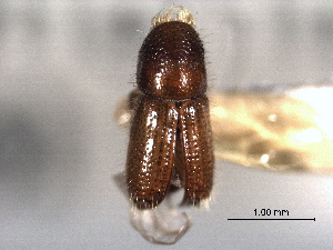  ( - CNC COLEO 00105575)  @11 [ ] CreativeCommons - Attribution (2012) CBG Photography Group Centre for Biodiversity Genomics