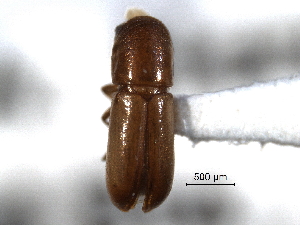  (Gnatholeptus semiermis - CNC COLEO 00138286)  @11 [ ] CreativeCommons - Attribution (2012) CNC/CBG Photography Group Centre for Biodiversity Genomics
