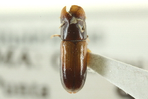  (Gnatholeptus omissus - CNC COLEO 00138292)  @11 [ ] CreativeCommons - Attribution (2012) CNC/CBG Photography Group Centre for Biodiversity Genomics