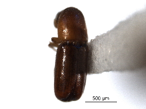  ( - CNC COLEO 00138324)  @11 [ ] CreativeCommons - Attribution (2012) CNC/CBG Photography Group Centre for Biodiversity Genomics