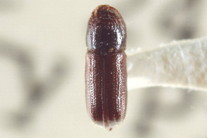  (Pityophthorus murrayanae - CNC COLEO 00138605)  @11 [ ] CreativeCommons - Attribution (2012) CNC/CBG Photography Group Centre for Biodiversity Genomics