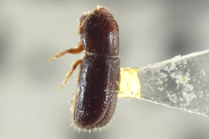  ( - CNC COLEO 00138732)  @12 [ ] CreativeCommons - Attribution (2012) CNC/CBG Photography Group Centre for Biodiversity Genomics