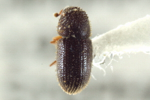  (Hypothenemus seriatus - CNC COLEO 00138854)  @11 [ ] CreativeCommons - Attribution (2012) CNC/CBG Photography Group Centre for Biodiversity Genomics