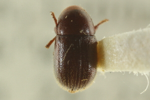  ( - CNC COLEO 00139022)  @11 [ ] CreativeCommons - Attribution (2012) CNC/CBG Photography Group Centre for Biodiversity Genomics