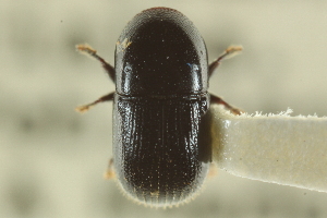  ( - CNC COLEO 00139023)  @11 [ ] CreativeCommons - Attribution (2012) CNC/CBG Photography Group Centre for Biodiversity Genomics