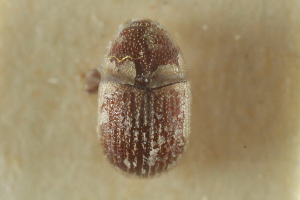  (Hapalogenius africanus - CNC COLEO 00139099)  @11 [ ] CreativeCommons - Attribution (2012) CNC/CBG Photography Group Centre for Biodiversity Genomics