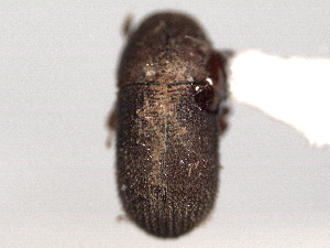  (Polygraphus coronatus - CNC COLEO 00156089)  @11 [ ] CreativeCommons - Attribution (2012) CNC/CBG Photography Group Centre for Biodiversity Genomics