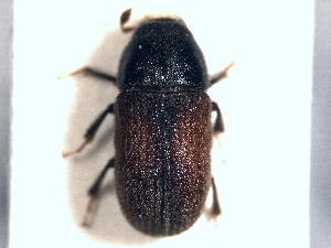  (Polygraphus major - CNC COLEO 00156091)  @11 [ ] CreativeCommons - Attribution (2012) CNC/CBG Photography Group Centre for Biodiversity Genomics