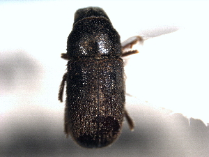  (Polygraphus hoppingi - CNC COLEO 00156094)  @11 [ ] CreativeCommons - Attribution (2012) CNC/CBG Photography Group Centre for Biodiversity Genomics