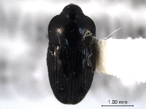  ( - CNC COLEO00157499)  @11 [ ] CreativeCommons - Attribution (2012) CNC/CBG Photography Group Centre for Biodiversity Genomics