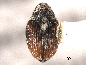  ( - CNC COLEO 00157627)  @11 [ ] CreativeCommons - Attribution (2012) CNC/CBG Photography Group Centre for Biodiversity Genomics