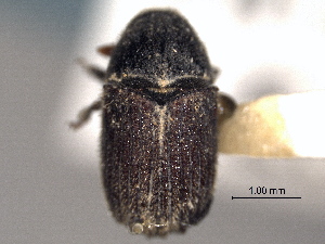  (Phloeosinus scopulorum - CNC DIPTERA 132249)  @11 [ ] CreativeCommons - Attribution (2012) CNC/CBG Photography Group Centre for Biodiversity Genomics