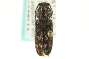  (Xylotrechus annosus annosus - CNC COLEO 00068777)  @14 [ ] CreativeCommons - Attribution (2011) CNC/CBG Photography Group Centre for Biodiversity Genomics
