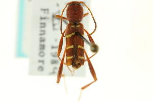  (Neoclytus acuminatus - CNC COLEO 00070808)  @14 [ ] CreativeCommons - Attribution (2011) CNC/CBG Photography Group Centre for Biodiversity Genomics