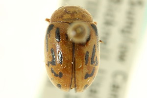  (Calligrapha conjuncta - CNC COLEO 00122972)  @11 [ ] CreativeCommons - Attribution (2011) CNC/CBG Photography Group Centre for Biodiversity Genomics