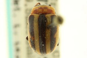  (Calligrapha californica californica - CNC COLEO 00123018)  @11 [ ] CreativeCommons - Attribution (2011) CNC/CBG Photography Group Centre for Biodiversity Genomics