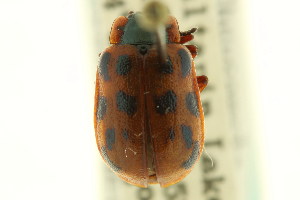  (Chrysomela mainensis interna - CNC COLEO 00123042)  @11 [ ] CreativeCommons - Attribution (2011) CNC/CBG Photography Group Centre for Biodiversity Genomics