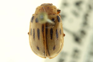  (Chrysomela lineatopunctata - CNC COLEO 00123059)  @11 [ ] CreativeCommons - Attribution (2011) CNC/CBG Photography Group Centre for Biodiversity Genomics