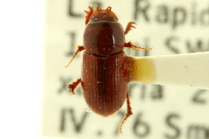  (Alloblackburneus rubeolus - CNC COLEO 00123234)  @11 [ ] CreativeCommons - Attribution (2011) CNC/CBG Photography Group Centre for Biodiversity Genomics