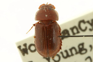  (Geomyphilus rubiginosus - CNC COLEO 00123238)  @13 [ ] CreativeCommons - Attribution (2011) CNC/CBG Photography Group Centre for Biodiversity Genomics