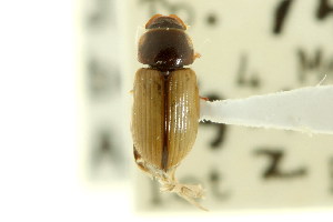  (Xeropsamobeus scabriceps - CNC COLEO 00123266)  @11 [ ] CreativeCommons - Attribution (2011) CNC/CBG Photography Group Centre for Biodiversity Genomics