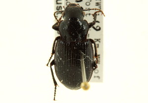  (Harpalobrachys - CNC COLEO 00119021)  @13 [ ] CreativeCommons - Attribution (2011) CNC/CBG Photography Group Centre for Biodiversity Genomics