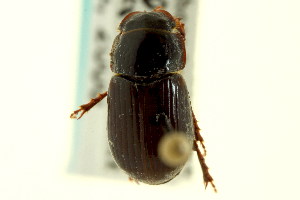  (Cryptoscatomaseter brevicollis - CNC COLEO 00119992)  @13 [ ] CreativeCommons - Attribution (2011) CNC/CBG Photography Group Centre for Biodiversity Genomics