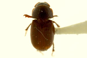 (Dialytodius carri - CNC COLEO 00120039)  @11 [ ] CreativeCommons - Attribution (2011) CNC/CBG Photography Group Centre for Biodiversity Genomics
