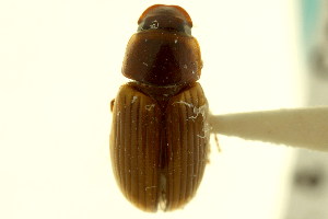  (Melinopterus consentaneus - CNC COLEO 00120056)  @11 [ ] CreativeCommons - Attribution (2011) CNC/CBG Photography Group Centre for Biodiversity Genomics