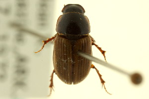  (Melinopterus femoralis - CNC COLEO 00120116)  @14 [ ] CreativeCommons - Attribution (2011) CNC/CBG Photography Group Centre for Biodiversity Genomics