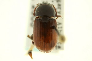  (Cryptoscatomaseter iowensis - CNC COLEO 00123124)  @11 [ ] CreativeCommons - Attribution (2011) CNC/CBG Photography Group Centre for Biodiversity Genomics