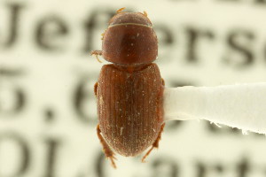  (Alloblackburneus lentus - CNC COLEO 00123138)  @11 [ ] CreativeCommons - Attribution (2011) CNC/CBG Photography Group Centre for Biodiversity Genomics