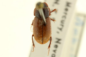  (Cryptoscatomaseter ochreipennis - CNC COLEO 00123177)  @11 [ ] CreativeCommons - Attribution (2011) CNC/CBG Photography Group Centre for Biodiversity Genomics