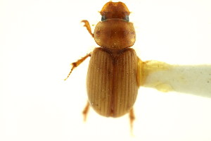  (Aidophus parcus - CNC COLEO 00123517)  @11 [ ] CreativeCommons - Attribution (2011) CNC/CBG Photography Group Centre for Biodiversity Genomics