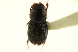  (Dialytellus tragicus - CNC COLEO 00123590)  @11 [ ] CreativeCommons - Attribution (2011) CNC/CBG Photography Group Centre for Biodiversity Genomics