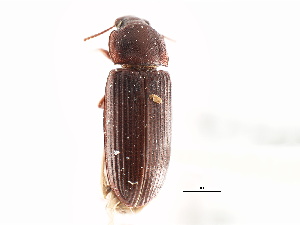  (Tribolium destructor - CNCI 00023343)  @13 [ ] CreativeCommons - Attribution (2011) CNC/CBG Photography Group Centre for Biodiversity Genomics