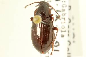  (Helops pernitens - CNCI 00023390)  @13 [ ] CreativeCommons - Attribution (2011) CNC/CBG Photography Group Centre for Biodiversity Genomics