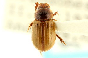  (Xeropsamobeus desertus - CNC COLEO 00123766)  @11 [ ] CreativeCommons - Attribution (2011) CNC/CBG Photography Group Centre for Biodiversity Genomics