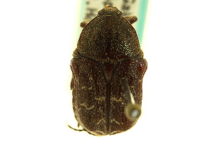  (Euphoria sepulcralis sepulcralis - CNC COLEO 00124850)  @13 [ ] CreativeCommons - Attribution (2011) CNC/CBG Photography Group Centre for Biodiversity Genomics