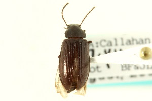  (Helops californicus - CNC COLEO 00126527)  @11 [ ] CreativeCommons - Attribution (2011) CNC/CBG Photography Group Centre for Biodiversity Genomics