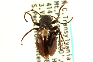  (Helops sulcipennis - CNC COLEO 00126535)  @11 [ ] CreativeCommons - Attribution (2011) CNC/CBG Photography Group Centre for Biodiversity Genomics