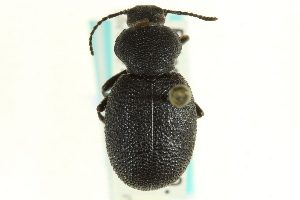  (Eleodes brunnipes - CNC COLEO 00126609)  @11 [ ] CreativeCommons - Attribution (2011) CNC/CBG Photography Group Centre for Biodiversity Genomics