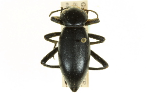  (Eleodes dentipes - CNC COLEO 00126638)  @13 [ ] CreativeCommons - Attribution (2011) CNC/CBG Photography Group Centre for Biodiversity Genomics