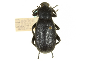  (Eleodes gigantea - CNC COLEO 00126649)  @14 [ ] CreativeCommons - Attribution (2011) CNC/CBG Photography Group Centre for Biodiversity Genomics