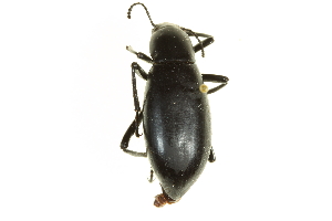  (Eleodes longicollis - CNC COLEO 00126675)  @15 [ ] CreativeCommons - Attribution (2011) CNC/CBG Photography Group Centre for Biodiversity Genomics